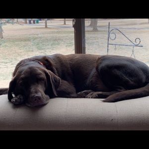 Meet your Posher, Shelley